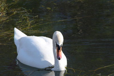 Close-up of swan swimming on lake