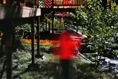 Red and plants in water