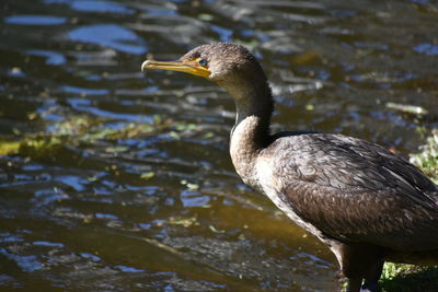 Close-up of a duck