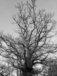 bare tree