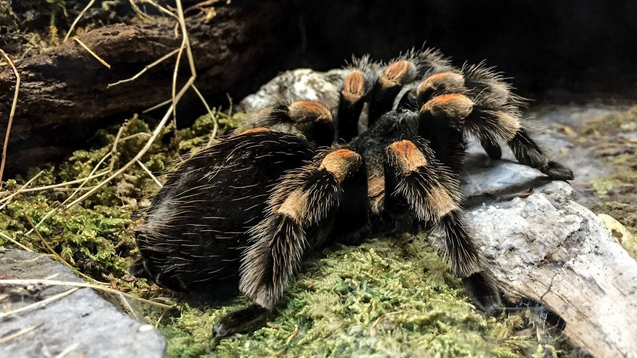 animal themes, animals in the wild, wildlife, one animal, rock - object, nature, close-up, field, focus on foreground, day, outdoors, no people, sunlight, beauty in nature, high angle view, full length, plant, black color, two animals, grass