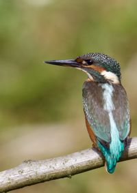 Close-up of kingfisher perching on stick