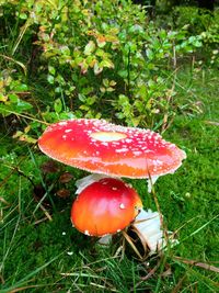 Close-up of mushroom growing on field