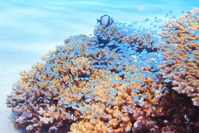 Close-up of coral in sea