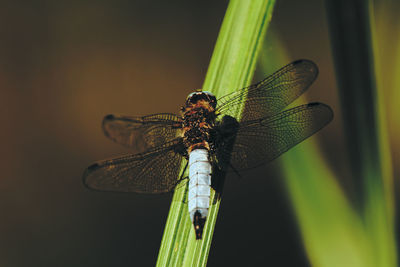 Close-up of dragonfly on twig