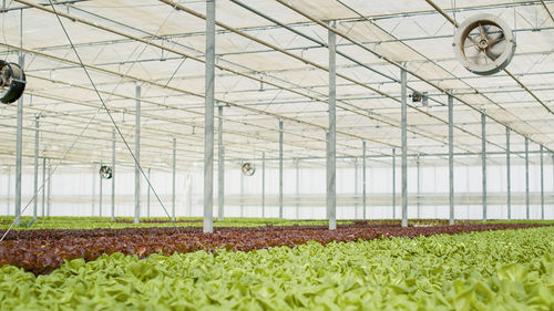 Full frame shot of plants