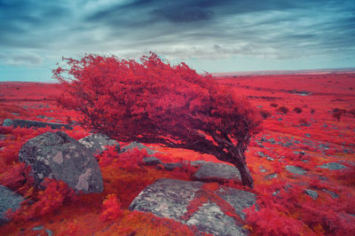 Red rock on landscape against sky