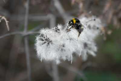 Close-up of insect on white flower