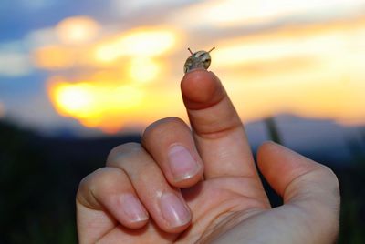 Close-up of butterfly on hand