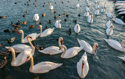 High angle view of seagulls in lake