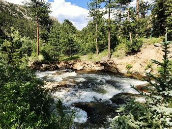 View of river flowing through forest