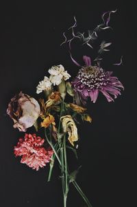 Close-up of flowers against black background