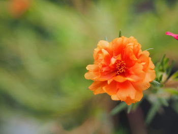 Close-up of orange flower
