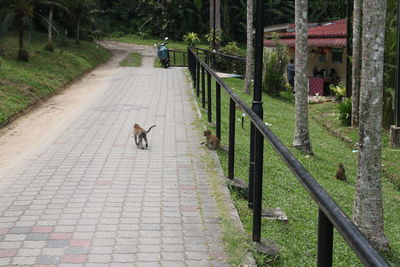 Rear view of dog walking on footpath