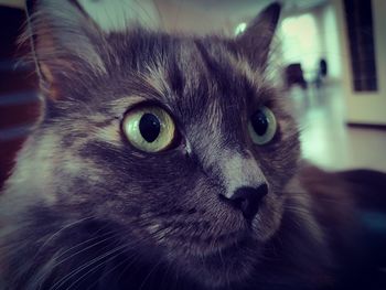 Close-up portrait of a cat