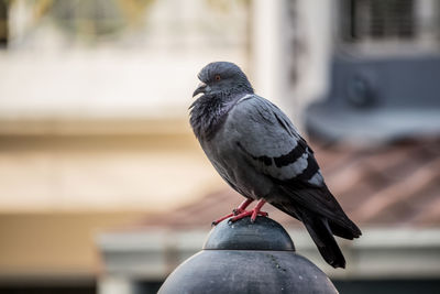 Close-up of pigeon perching