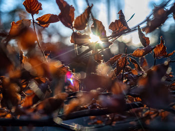 Close-up of autumn leaves on tree