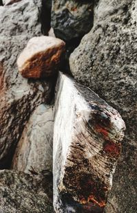 Close-up of tree trunk