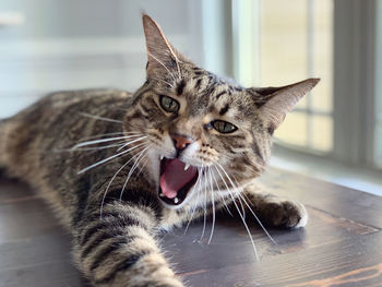 Close-up of cat yawning