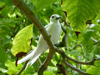 Close-up of bird perching on tree