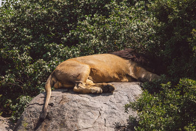 Lion sleeping on a rock