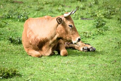 Cow sitting on grassy field