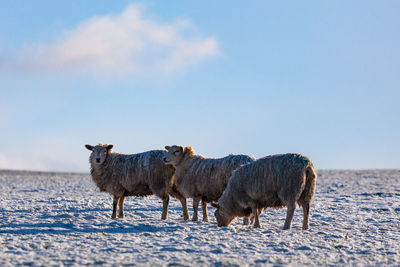 Herd of a horse on snow covered field
