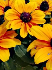 Close-up of black-eyed yellow flowers blooming outdoors