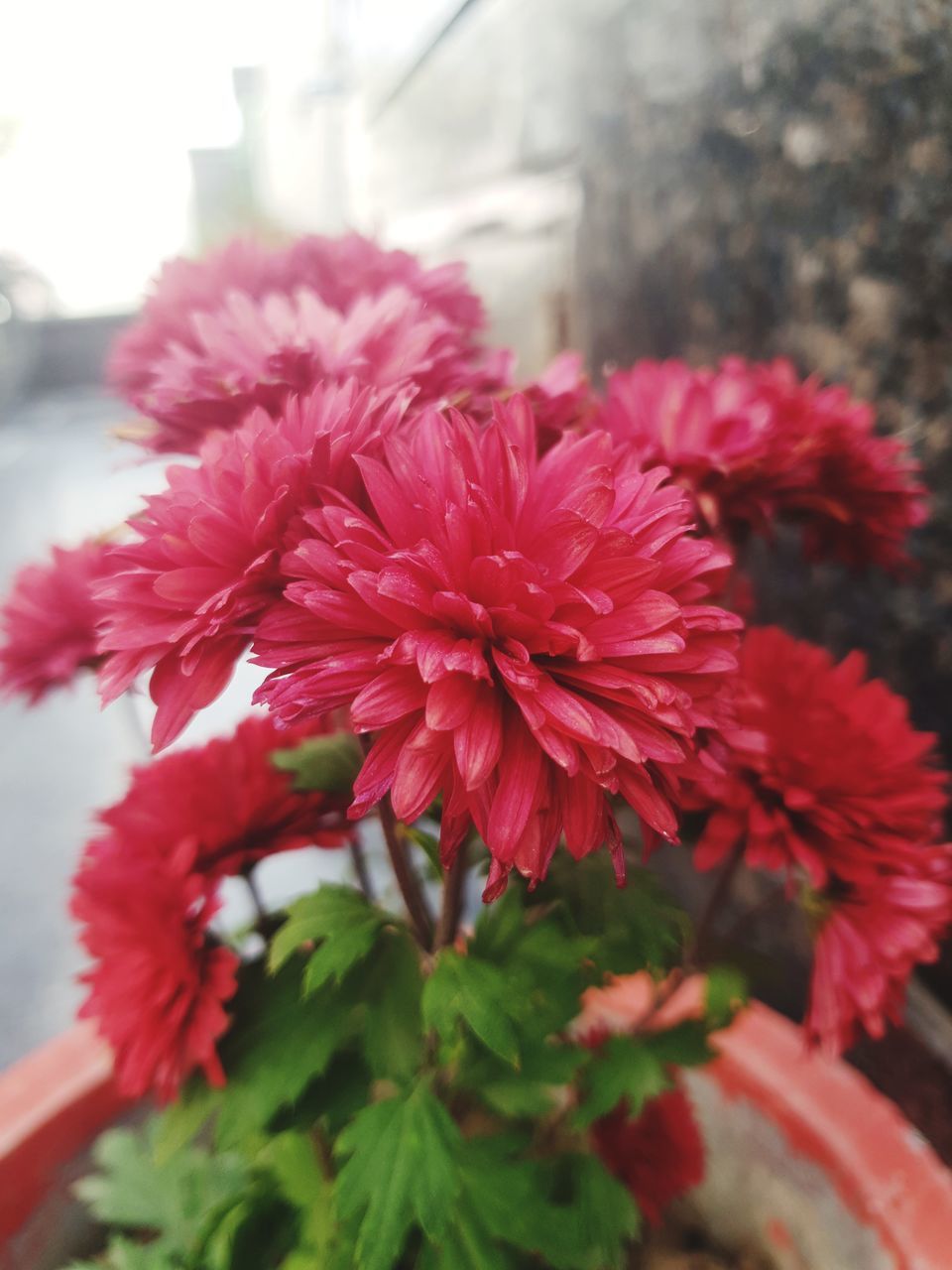 CLOSE-UP OF PINK FLOWERS