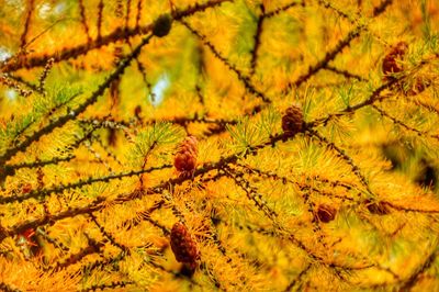 Full frame shot of tree during autumn