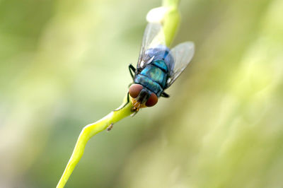 Close-up of insect on plant