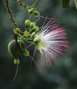 Close-up of thistle flower buds growing outdoors