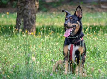 Dog in a field