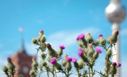 Low angle view of flowering plants against blue sky