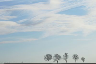 Low angle view of trees against sky