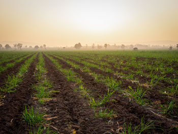 Scenic view of agricultural field against sky during sunset