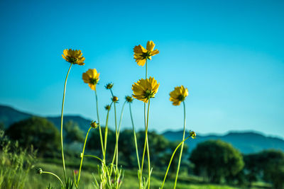 Close-up of yellow flowering plant on field against blue sky