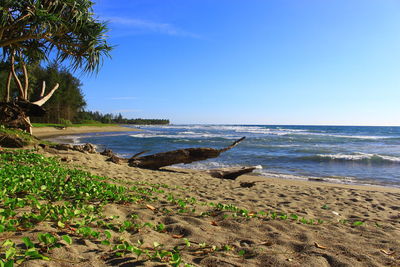 Scenic view of beach against blue sky