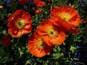 Close-up of orange flowers blooming outdoors