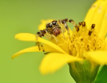 Closed-up of spider on yellow flower