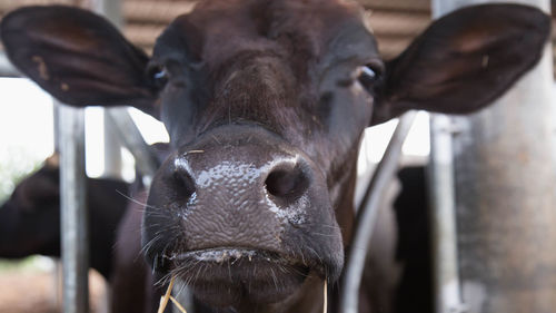 Close-up of cow