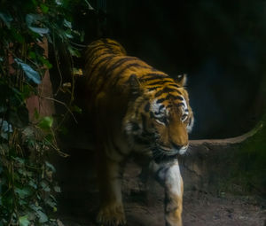 Tiger in a zoo