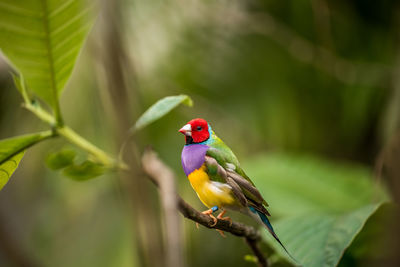 Close-up of finch perching on leaf