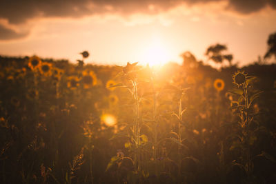 Close-up of crops growing on field against sky during sunset