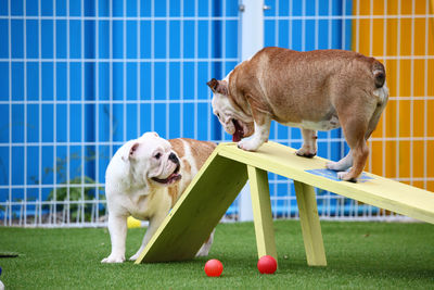 Dog running in a ball