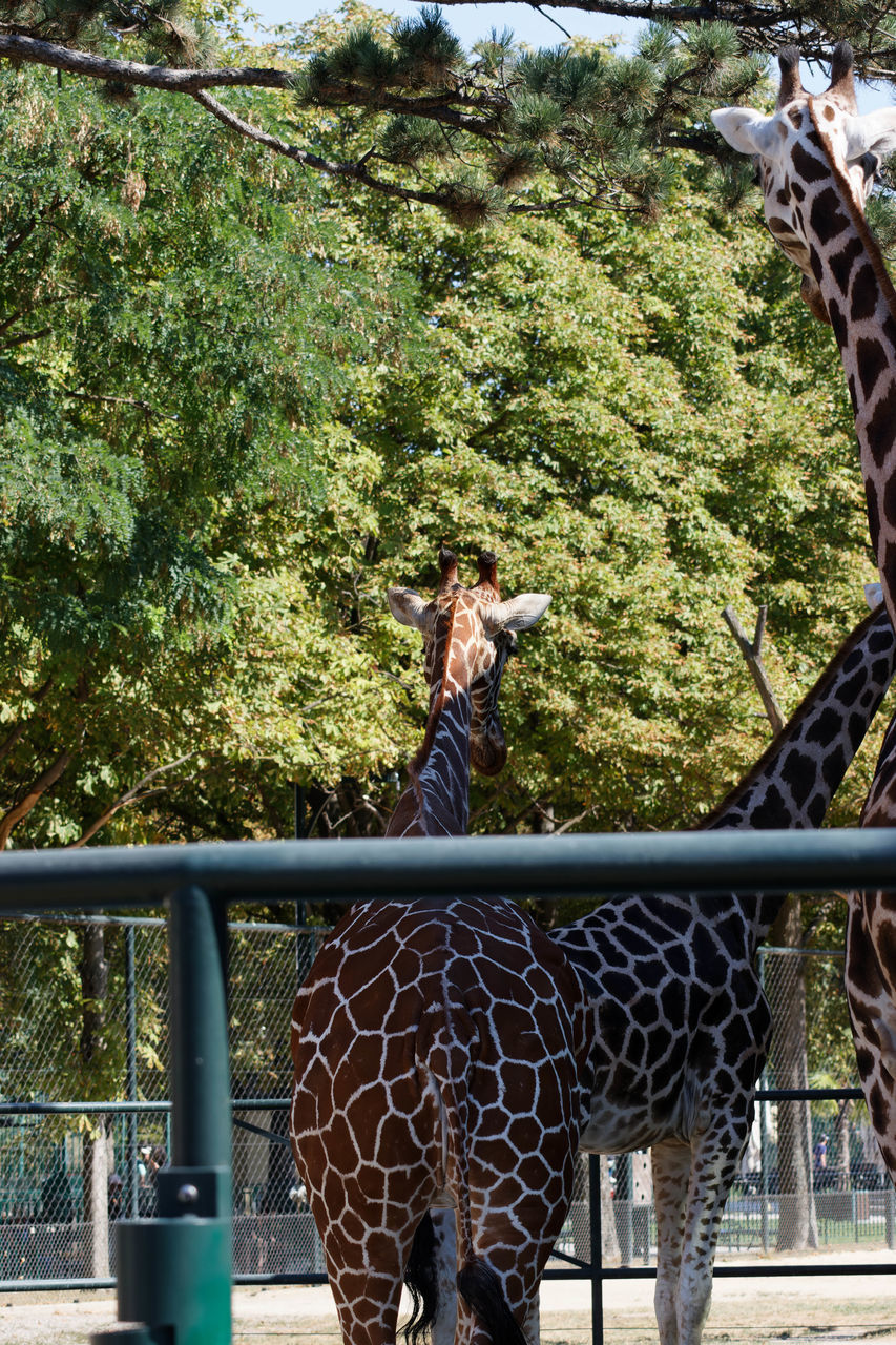 giraffe, tree, plant, zoo, one person, animal, animal themes, day, nature, mammal, animal wildlife, standing, women, railing, full length, leisure activity, adult, one animal, fence, outdoors, lifestyles, casual clothing, wildlife, domestic animals, growth, sunlight, young adult, park