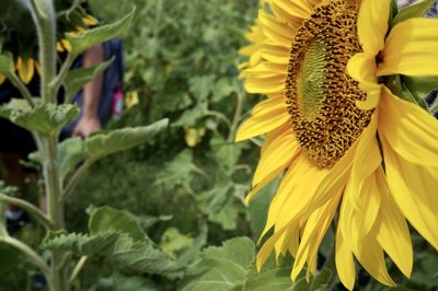 Close-up of sunflower