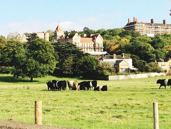 Cows grazing on grassy field