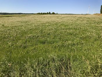 Scenic view of field against clear sky