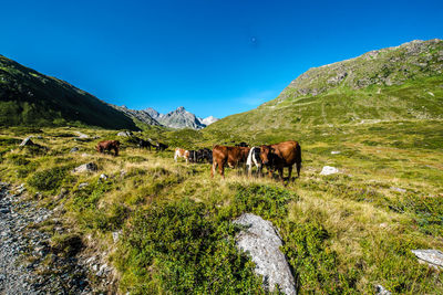 Cows in a field